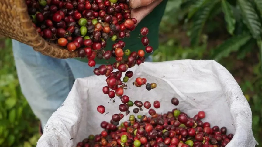 Ngày 9/1: Giá cà phê đảo chiều giảm, hồ tiêu neo ở mức cao