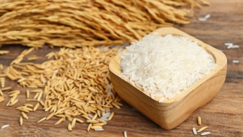 Ngày 11/1: Giá gạo nguyên liệu xuất khẩu giảm, lúa đi ngang