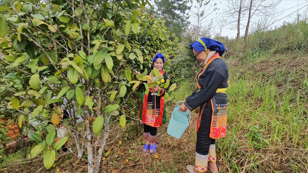 Quảng Ninh phát huy hiệu quả nguồn vốn tín dụng chính sách
