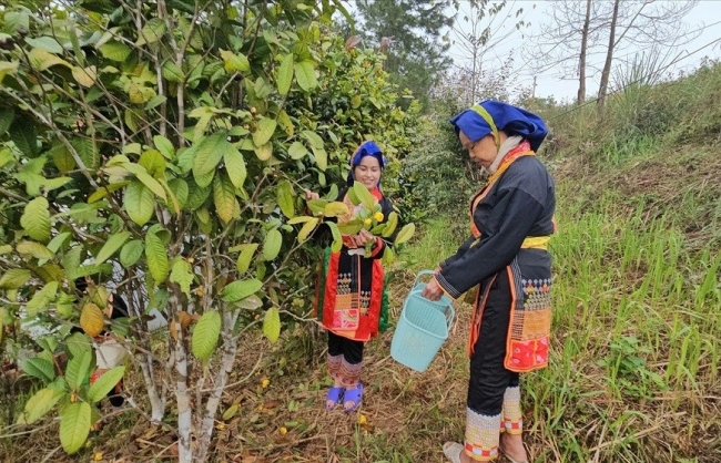 Quảng Ninh phát huy hiệu quả nguồn vốn tín dụng chính sách