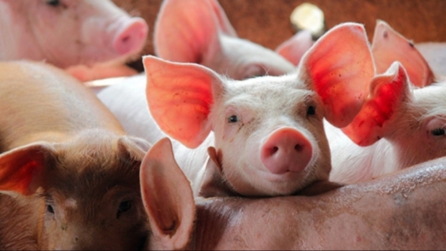 Ngày 27/1: Giá heo hơi tiếp tục tăng mạnh trên diện rộng