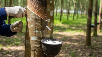Ngày 28/1: Giá cao su thế giới tăng giảm trái chiều, trong nước ổn định