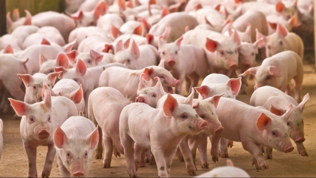 Ngày 28/1: Giá heo hơi ở 3 miền trên cả nước tiếp đà đi lên
