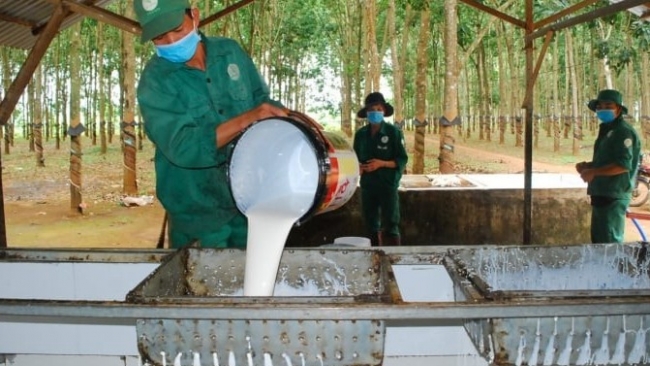 Ngày 29/1: Giá cao su Nhật Bản giảm mạnh, trong nước bình ổn