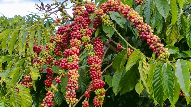 Ngày 29/1: Giá cà phê tiếp đà tăng, hồ tiều neo cao ở mức 152.000 đồng/kg
