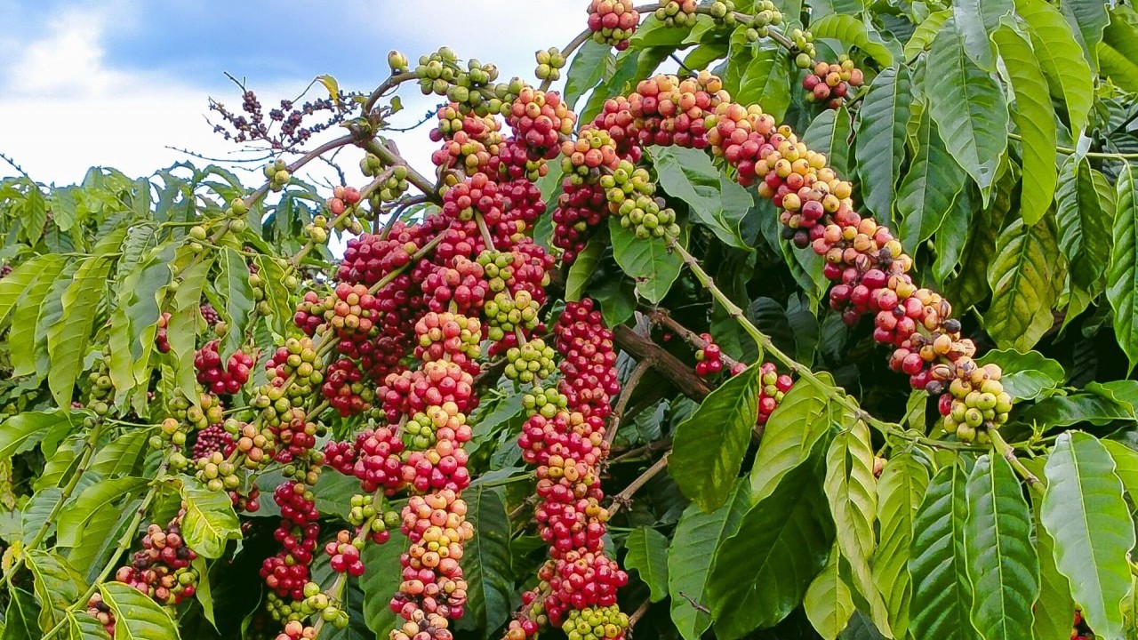 Ngày 5/2: Giá cà phê lao dốc mạnh, hồ tiêu điều chỉnh giảm