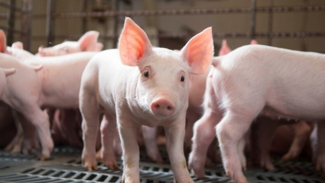 Ngày 5/2: Giá heo hơi tiếp tục xu hướng giảm trên diện rộng tại cả ba miền