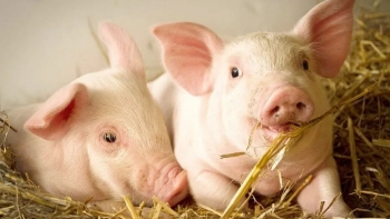Ngày 6/2: Giá heo hơi đồng loạt giảm, nhiều nơi mất tới 2.000 đồng/kg