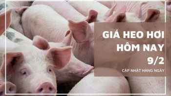 Ngày 9/2: Giá heo tiếp tục giảm tại nhiều địa phương trên cả nước