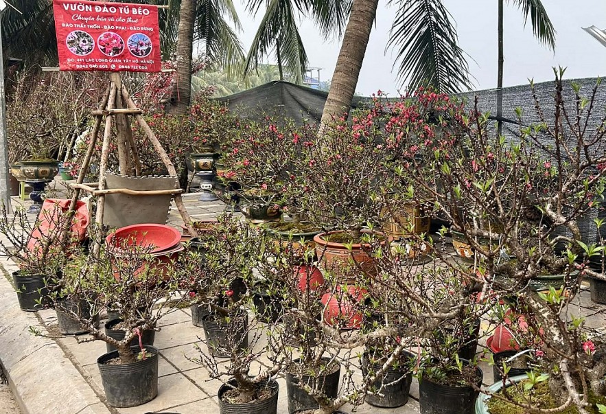Đào quất xuống phố, Hà Nội rực rỡ sắc Xuân Bính Ngọ