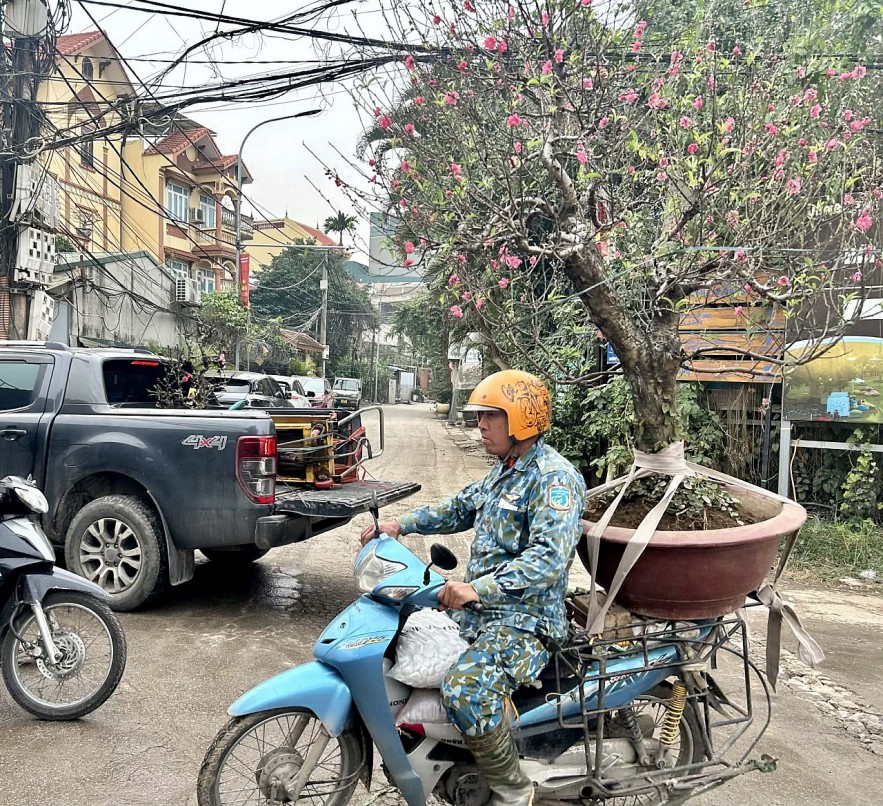 Đào quất xuống phố, Hà Nội rực rỡ sắc Xuân Bính Ngọ