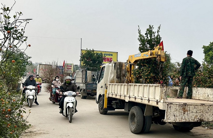 Đào quất xuống phố, Hà Nội rực rỡ sắc Xuân Bính Ngọ