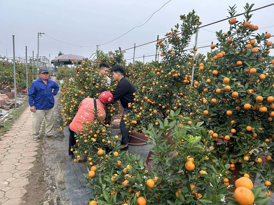 Đào quất xuống phố, Hà Nội rực rỡ sắc Xuân Bính Ngọ