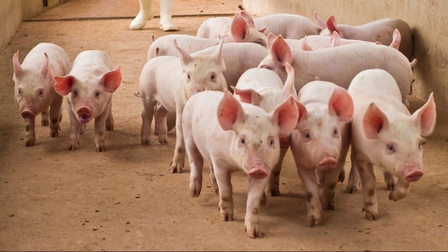 Ngày 14/2: Giá heo hơi duy trì ổn định ở mức cao