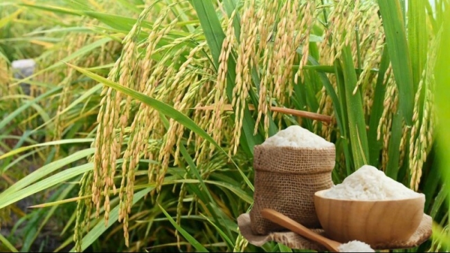 Ngày 16/2: Giá lúa gạo chững lại do nhiều nơi nghỉ Tết