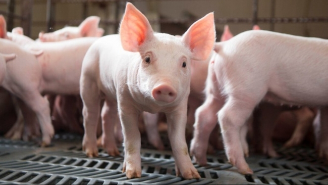 Ngày 26/2: Giá heo hơi tiếp đà giảm tại nhiều tỉnh, thành trên cả nước