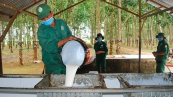 Ngày 28/2: Giá cao su Thái Lan chạm đỉnh 6 tháng