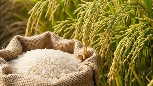 Ngày 3/3: Giá lúa gạo tại Đồng bằng sông Cửu Long bình ổn