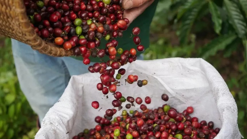 Ngày 7/3: Giá cà phê neo cao, hồ tiêu ở mức 146.000 đồng/kg