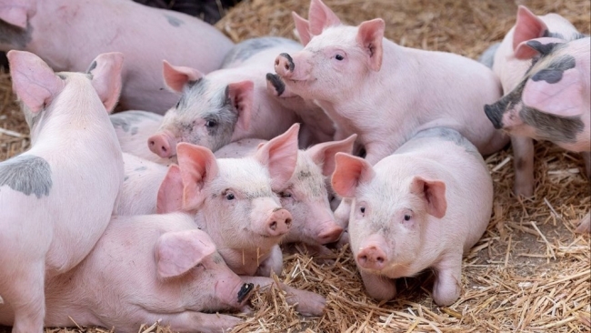 Ngày 8/3: Giá heo hơi giảm xuống sát mốc 60.000 đồng/kg