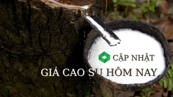 Ngày 8/3: Giá cao su thế giới biến động trái chiều, trong nước ổn định