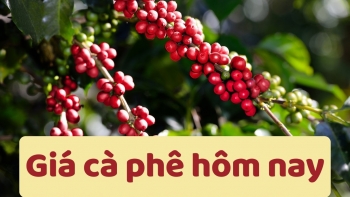 Ngày 9/3: Giá cà phê và hồ tiêu đồng loạt tăng mạnh do căng thẳng Trung Đông