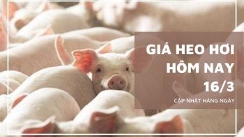 Ngày 16/3: Giá heo hơi xuất hiện tín hiệu tăng ở một số địa phương