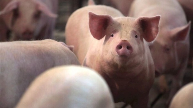 Ngày 17/3: Giá heo hơi tại nhiều địa phương ở miền Bắc tăng mạnh