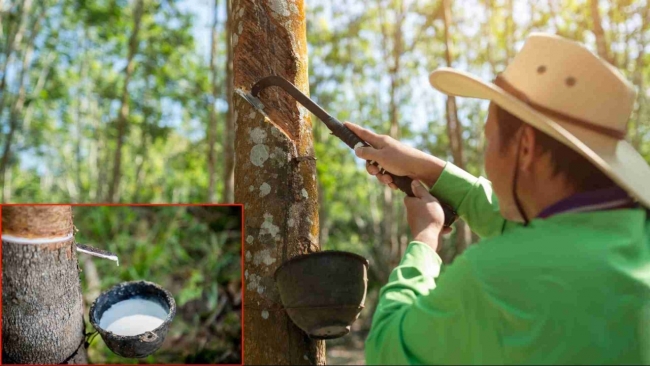 Ngày 19/3: Giá cao su châu Á biến động trái chiều