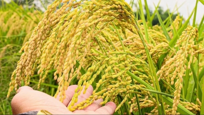 Ngày 19/3: Giá lúa tươi tại Đồng bằng sông Cửu Long đồng loạt giảm