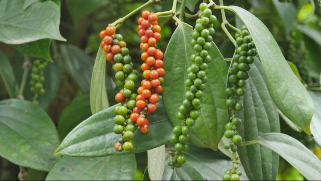 Ngày 21/3: Giá cà phê tiếp tục tăng mạnh, hồ tiêu giảm sâu