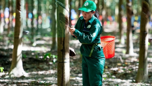 Ngày 22/3: Giá cao su thế giới ít thay đổi, trong nước không biến động