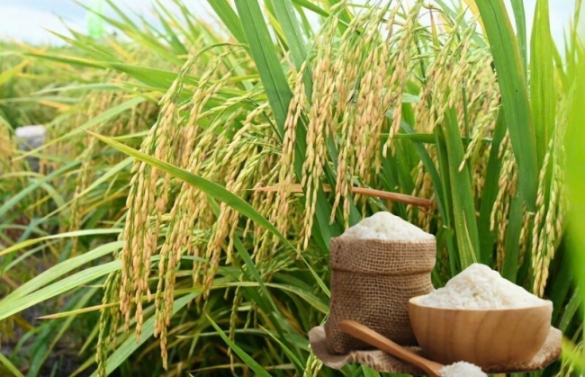 Ngày 23/3: Giá lúa gạo tại Đồng bằng sông Cửu Long sáng đầu tuần đi ngang