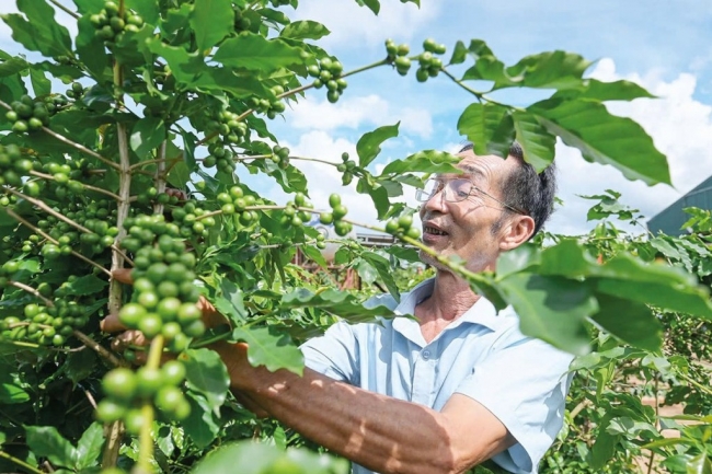 Cà phê khả năng bước vào một chu kỳ tăng giá mới đầy biến động?