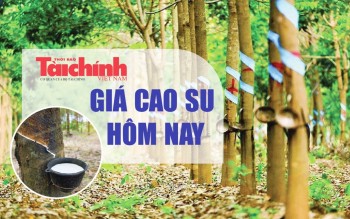 Ngày 25/5: Giá cao su thế giới biến động trái chiều, trong nước đi ngang