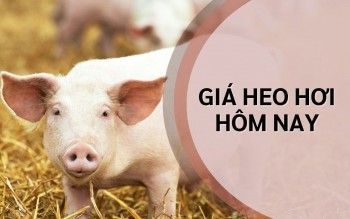 Ngày 14/8: Giá heo hơi trên cả nước vẫn duy trì xu hướng giảm