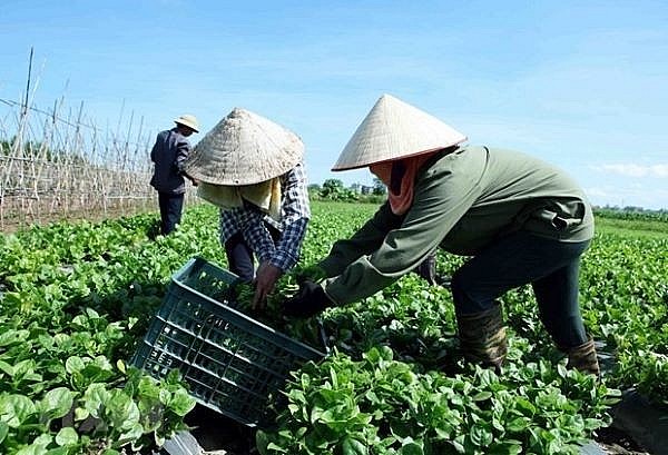 Hợp tác xã phải xác định là một thành phần của kinh tế nông thôn để nâng cao thu nhập cho nông dân