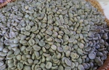 Giá cà phê hôm nay ngày 6/6 dao động từ 42.500 - 43.100 đồng/kg