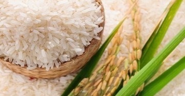 Giá lúa gạo hôm nay ngày 7/6 đi ngang