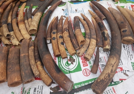 hải quan hải phòng