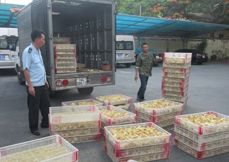 quang ninh bat giu 15750 con ga giong nhap lau