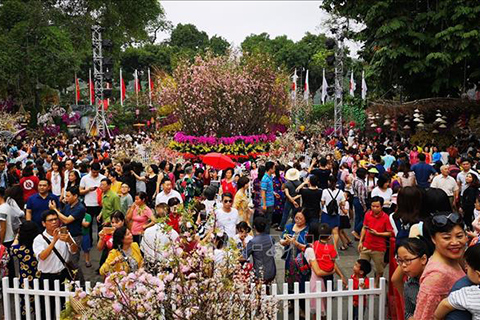lễ hội hoa anh đào