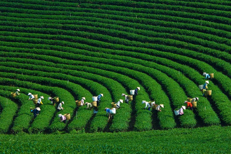 South Korean enterprises show interest in developing green agriculture in Vietnam
